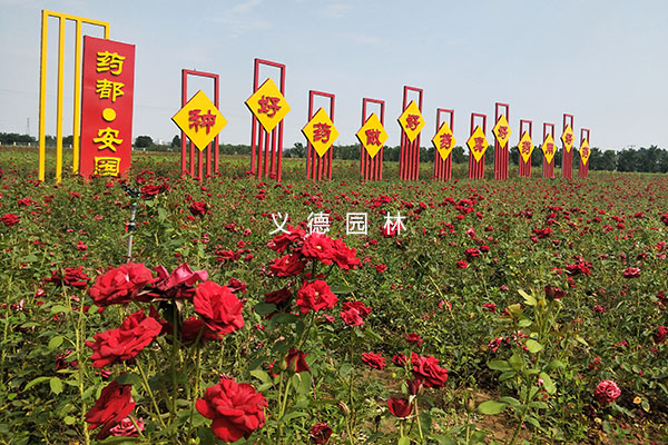 藥用植物綠化及花海項目設計施工